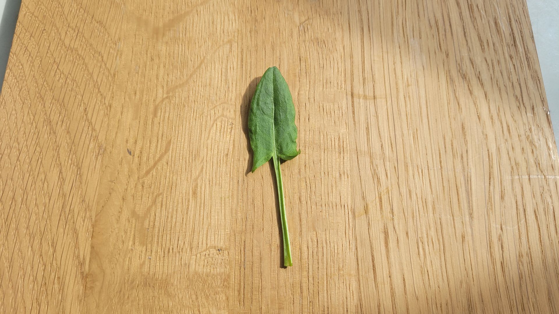 Een klein groen blaadje op een houten tafelblad.