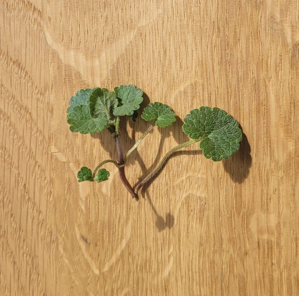Een klein, groen, bladrijk plantentakje op een houten ondergrond met zowel fel zonlicht als schaduw.
