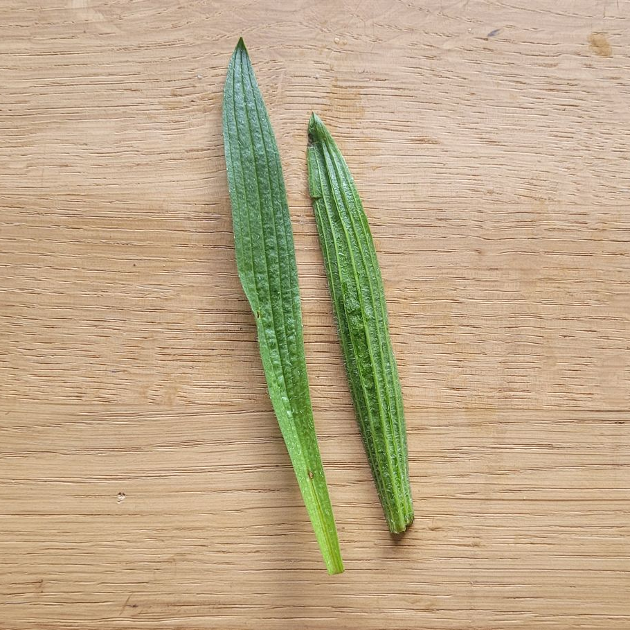 Twee groene, langwerpige bladeren op een licht houten oppervlak.