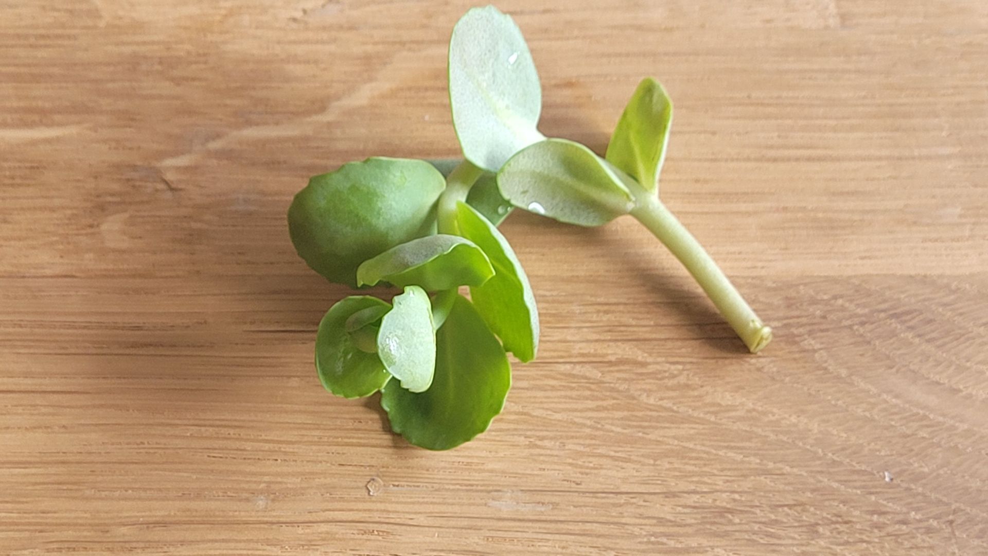 Groene succulententak met ronde bladeren op een houten ondergrond