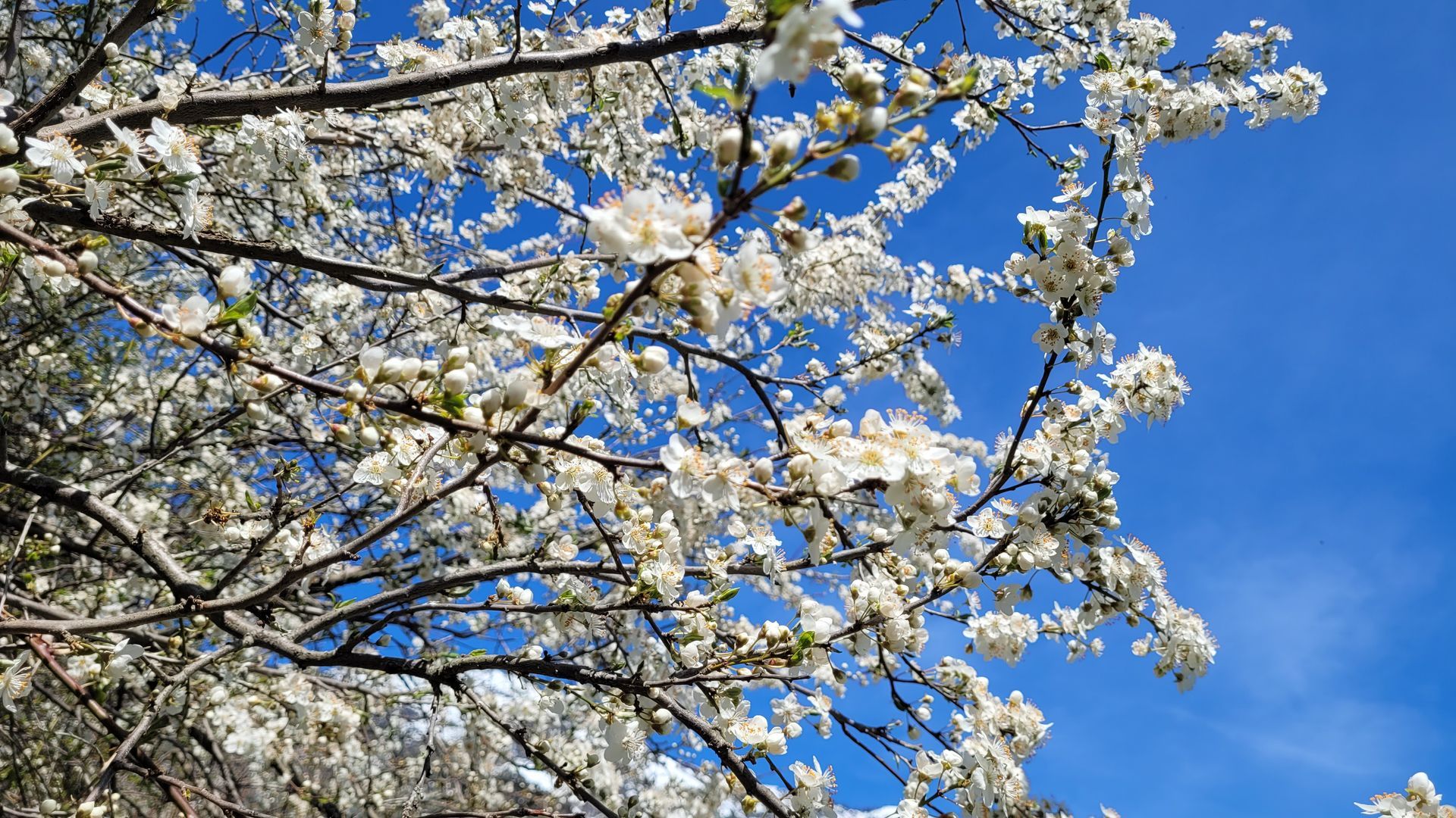Witte bloesems aan boomtakken tegen een helderblauwe hemel.