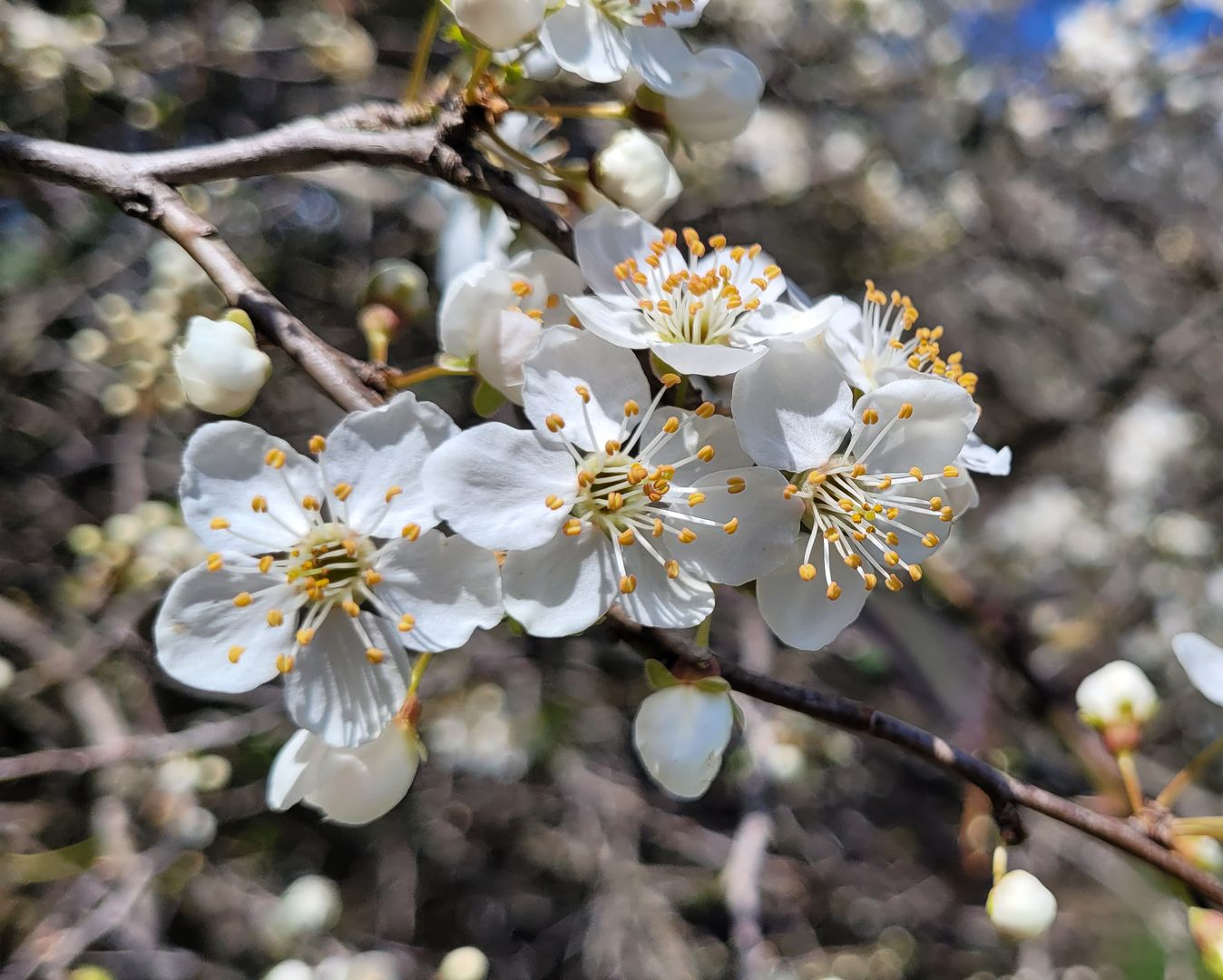 Witte bloesems met gele meeldraden bloeien op donkere boomtakken, met wazige bloemen op de achtergrond.