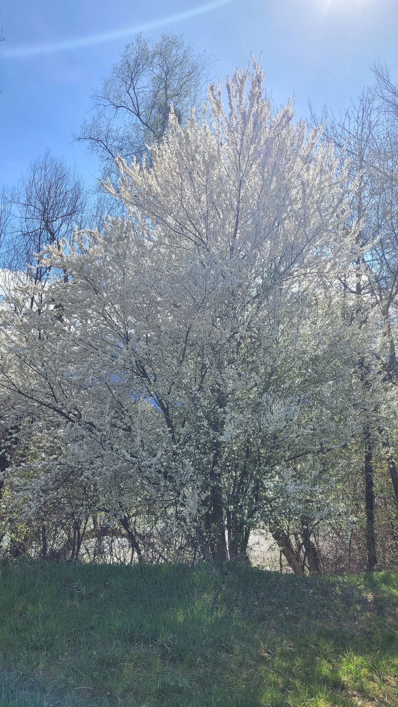 Een boom in de zon met witte bloesem en zilvergrijze bladeren in een grasveld onder een helderblauwe hemel.