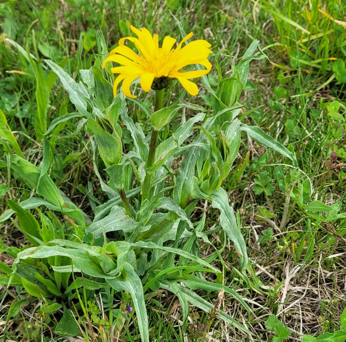 Gele wilde bloem tussen groen gras en bladeren in een veld.