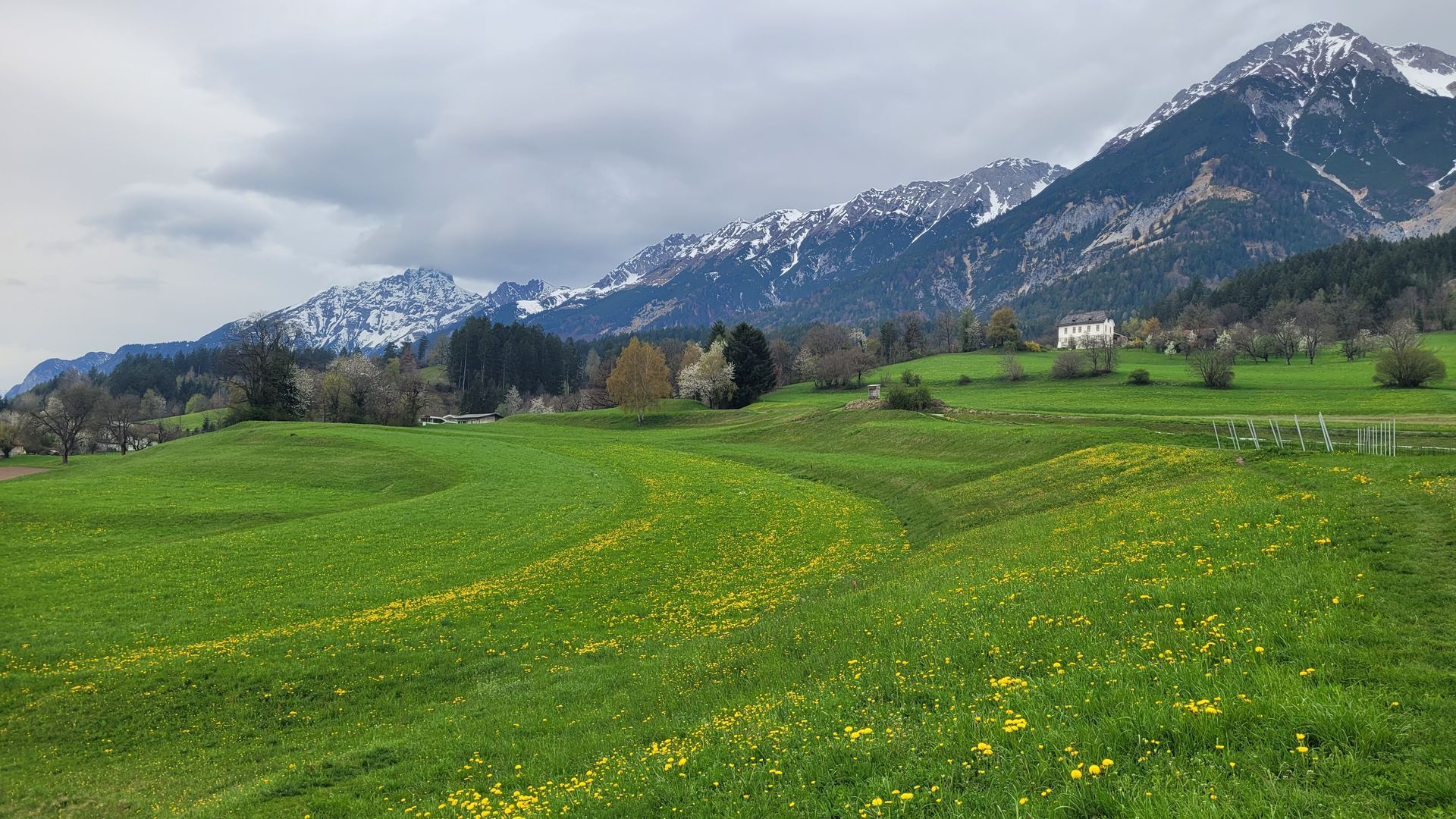 Groene weide met gele bloemen onder besneeuwde bergtoppen in een bewolkte hemel.