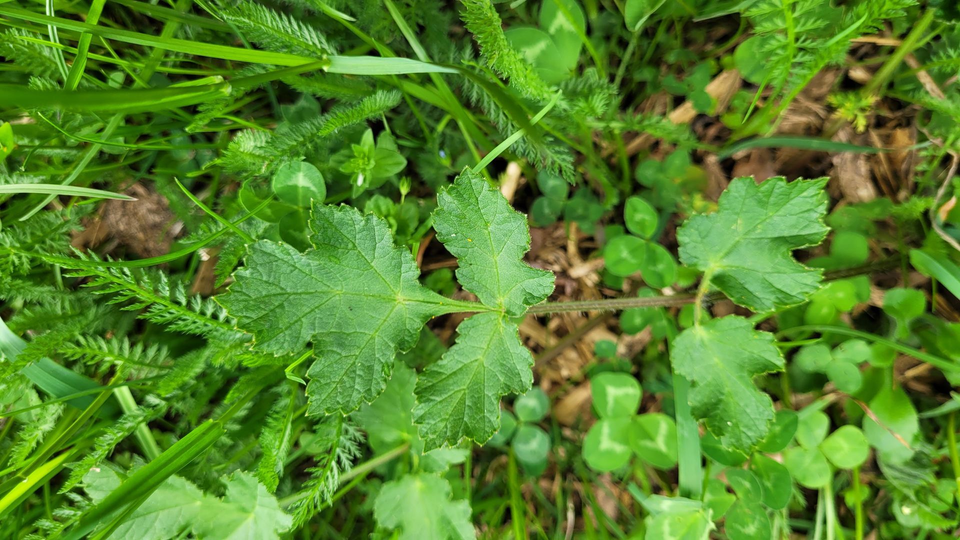 Groene bladplanten die tussen gras en kleine klaver op de bosbodem groeien.