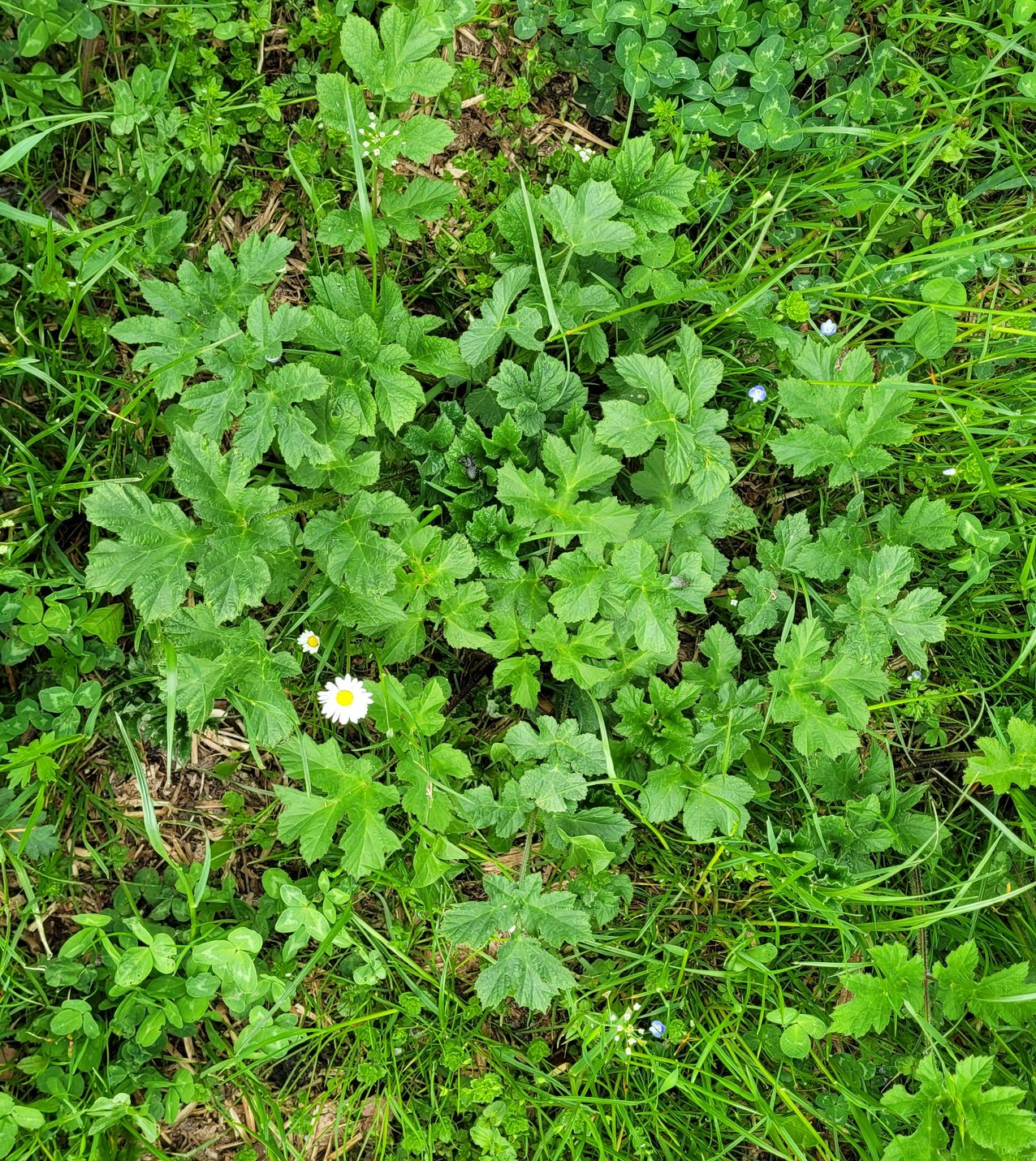 Close-up van groene bodembedekking met kleine witte madeliefjes in het gras.
