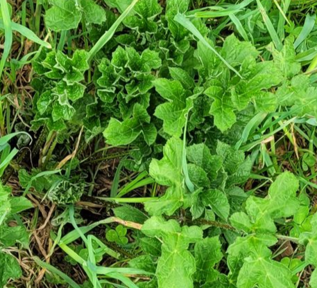 Close-up van dichte groene onkruiden en gras die groeien in een grasveld.