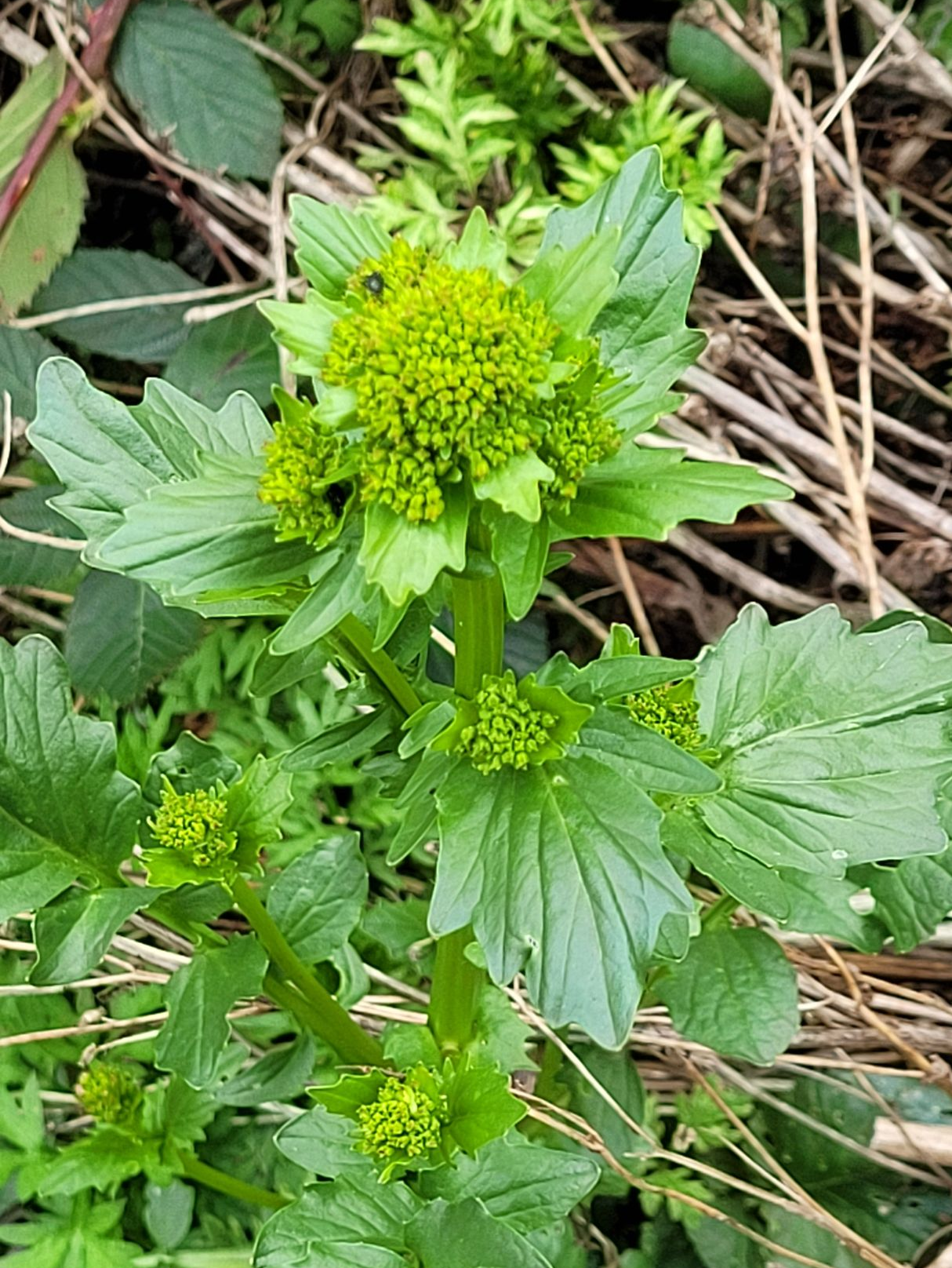 Groene bladplant met kleine, in trossen groeiende geelgroene bloemen, die tussen droog gras groeit.