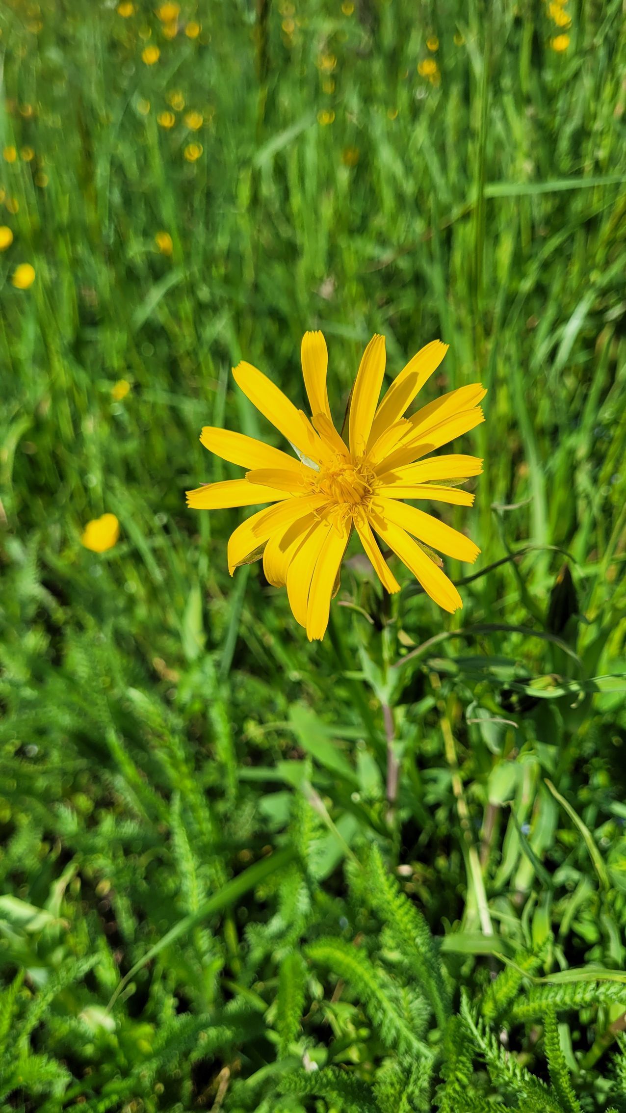 Gele wilde bloemen bloeien in het groene gras