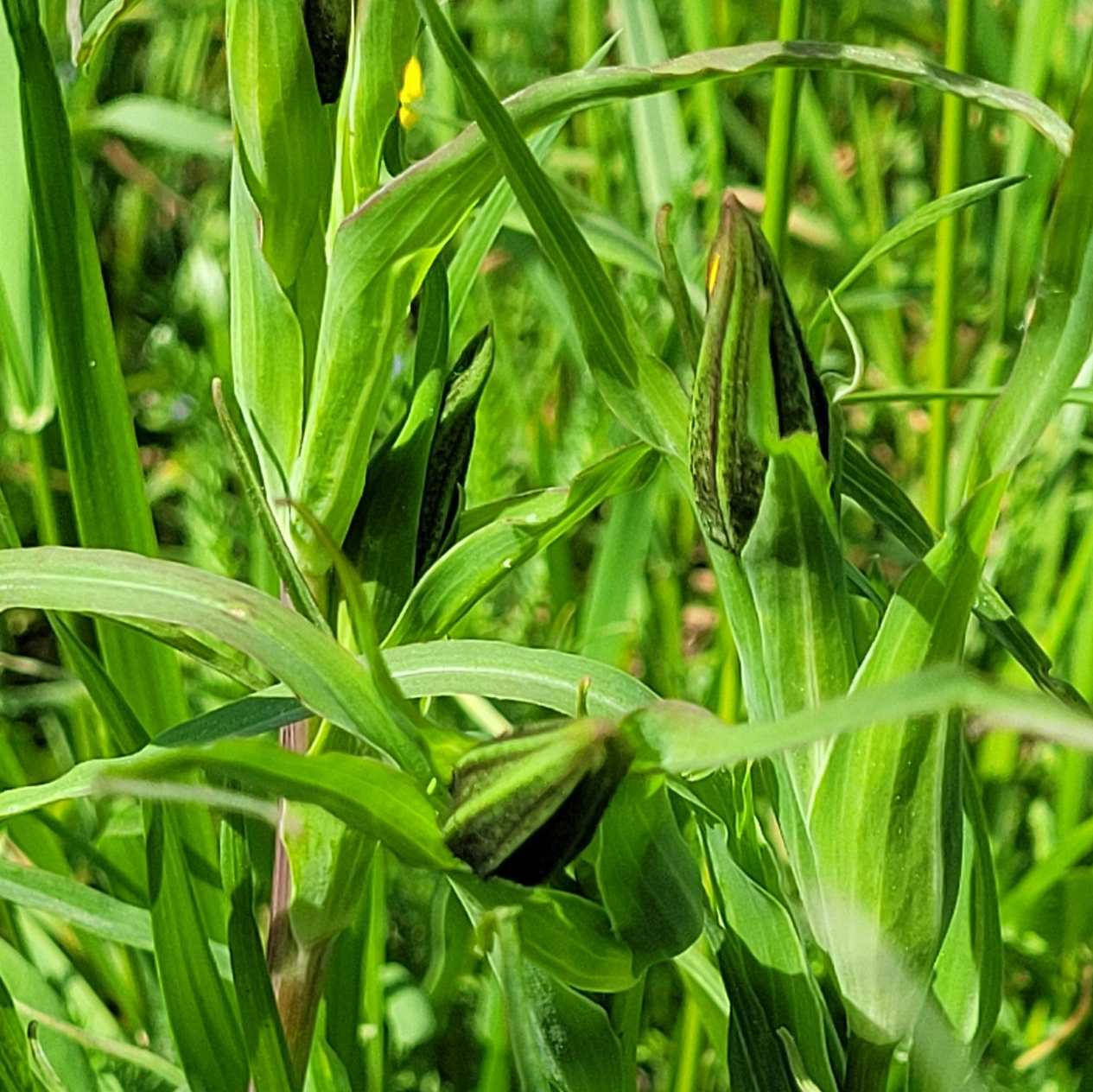 Close-up van groene grassprieten met puntige knoppen in een weelderig veld.
