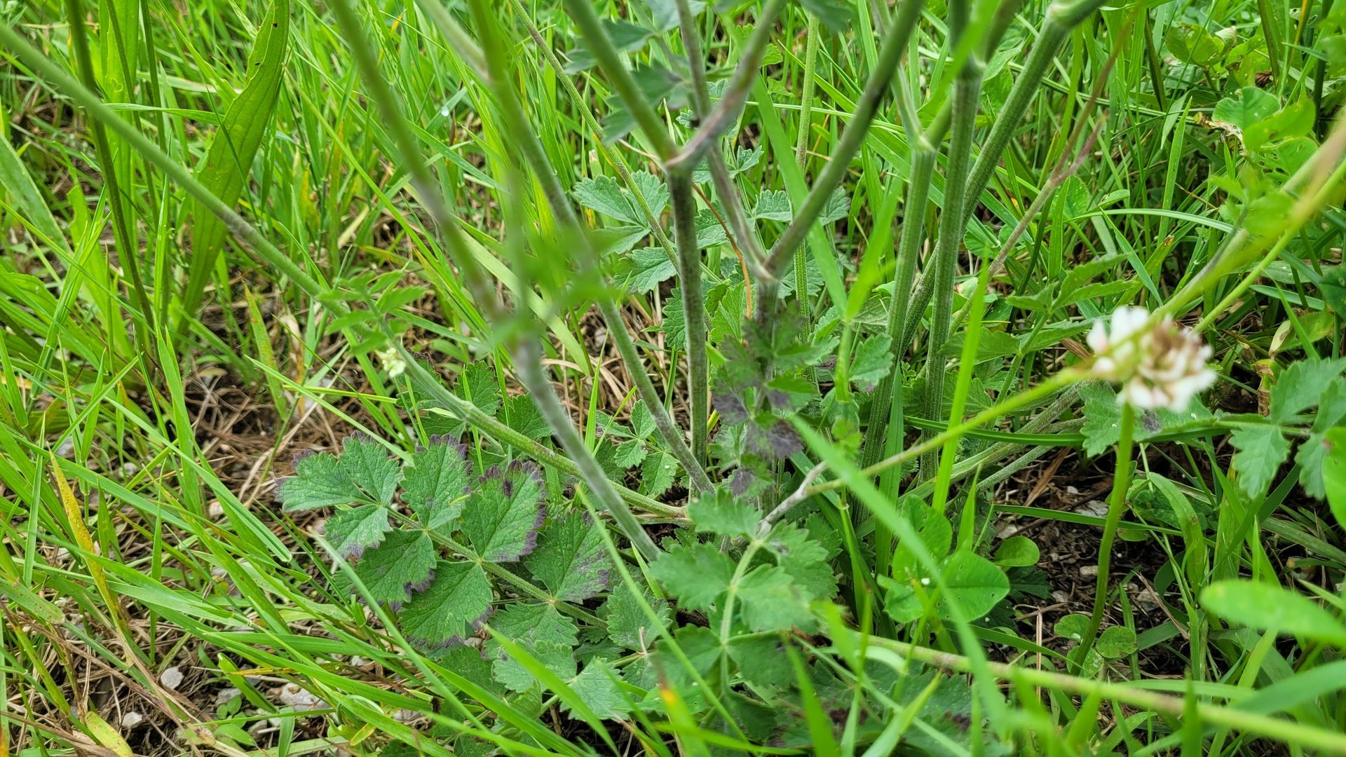 Close-up van een klein groen kruidje met minuscule witte bloemetjes dat in het gras groeit.