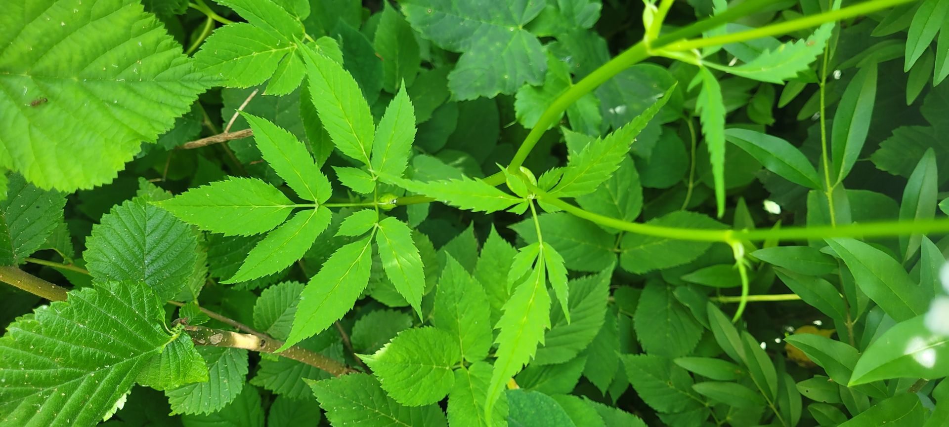 Dichte groene bladeren en stengels in een close-up van een natuurlijke scène.