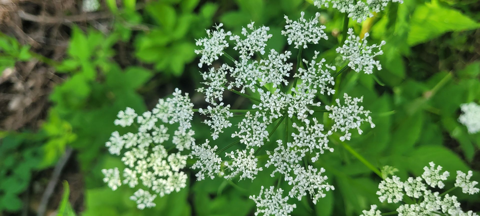 Witte wilde bloemen in delicate trossen tegen groen blad.