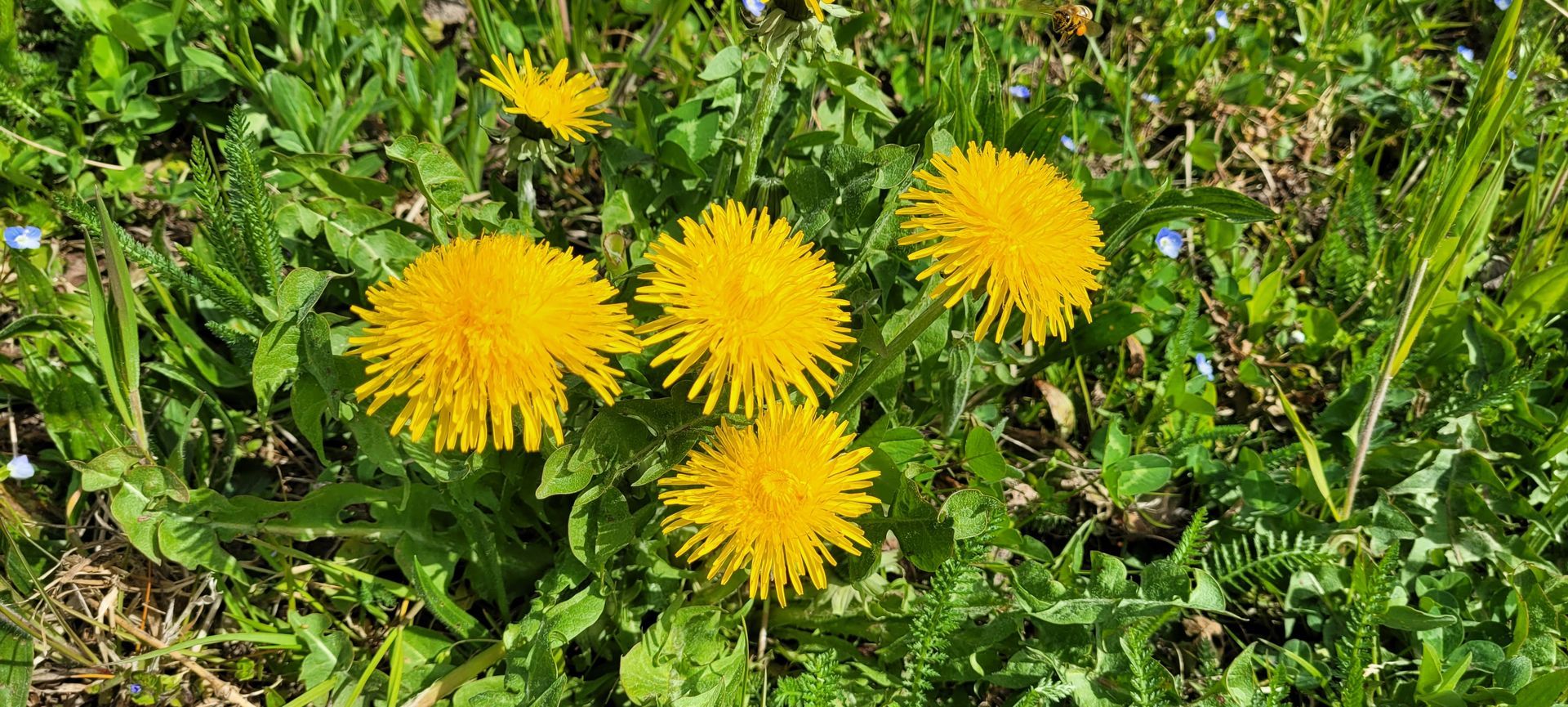 Gele paardenbloemen bloeien tussen het groene gras en het onkruid.
