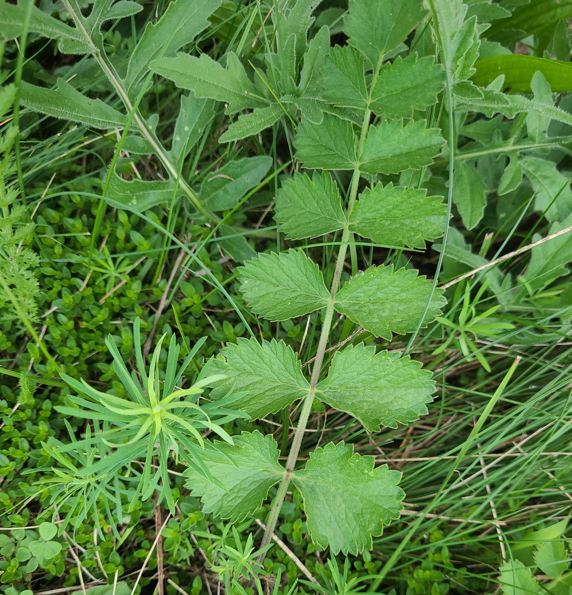 Close-up van groene wilde planten en grassen in dicht struikgewas.