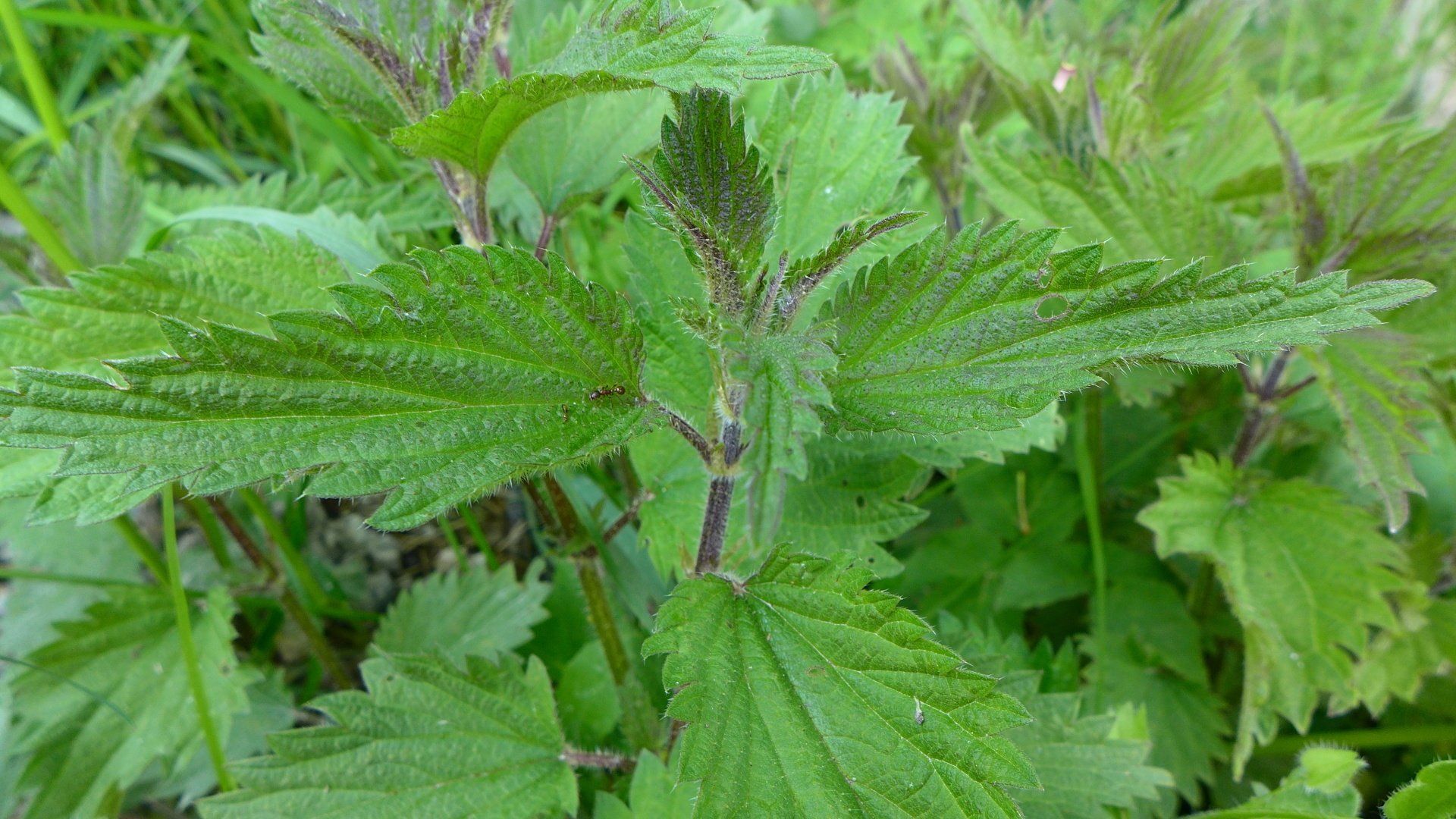Close-up van groene brandnetelbladeren met gekartelde randen die dicht op elkaar groeien in de buitenlucht.