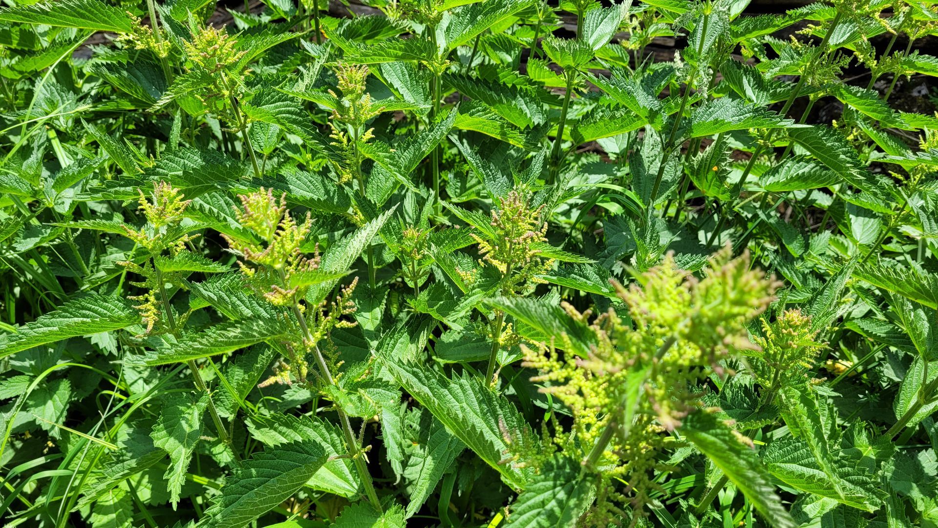 Close-up van dichte, groene, bladerrijke planten met enkele vergeelde bladeren in een tuinperceel.
