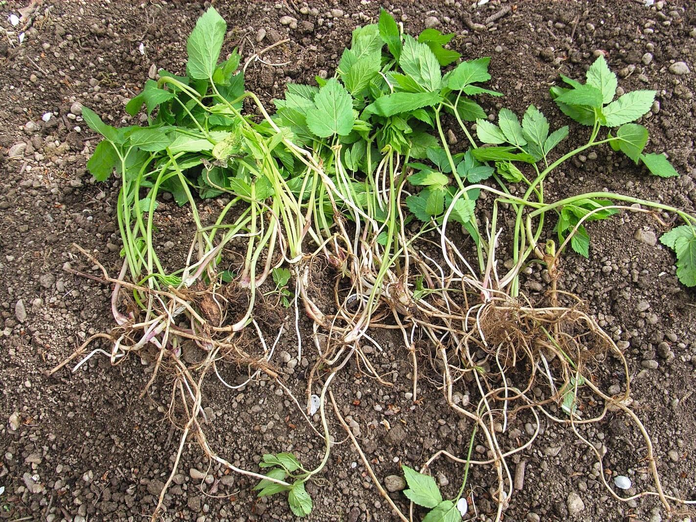 Uit de grond getrokken groene planten met blootliggende wortels.