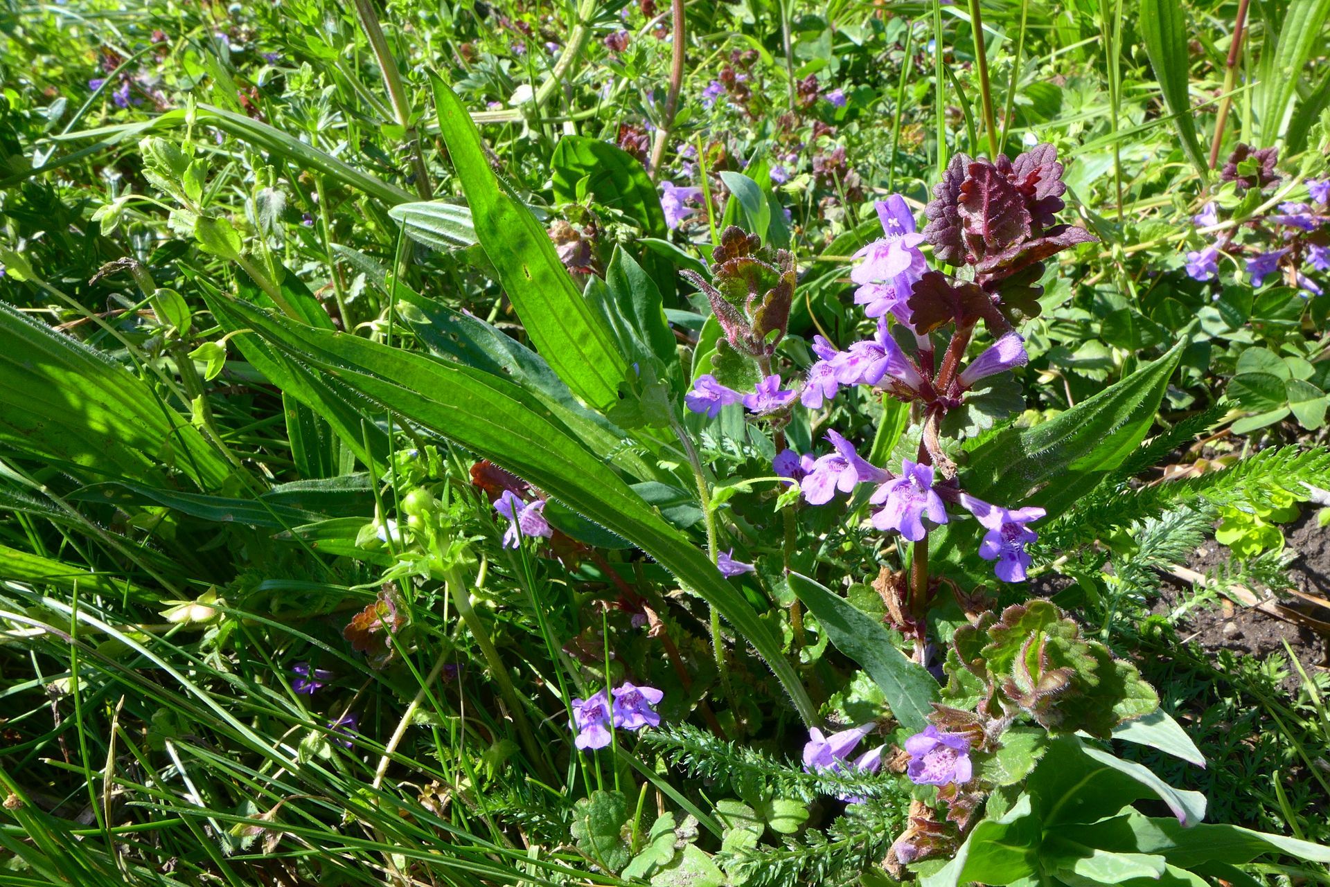 Paarse wilde bloemen tussen groen gras en bladeren in een zonnige weide.