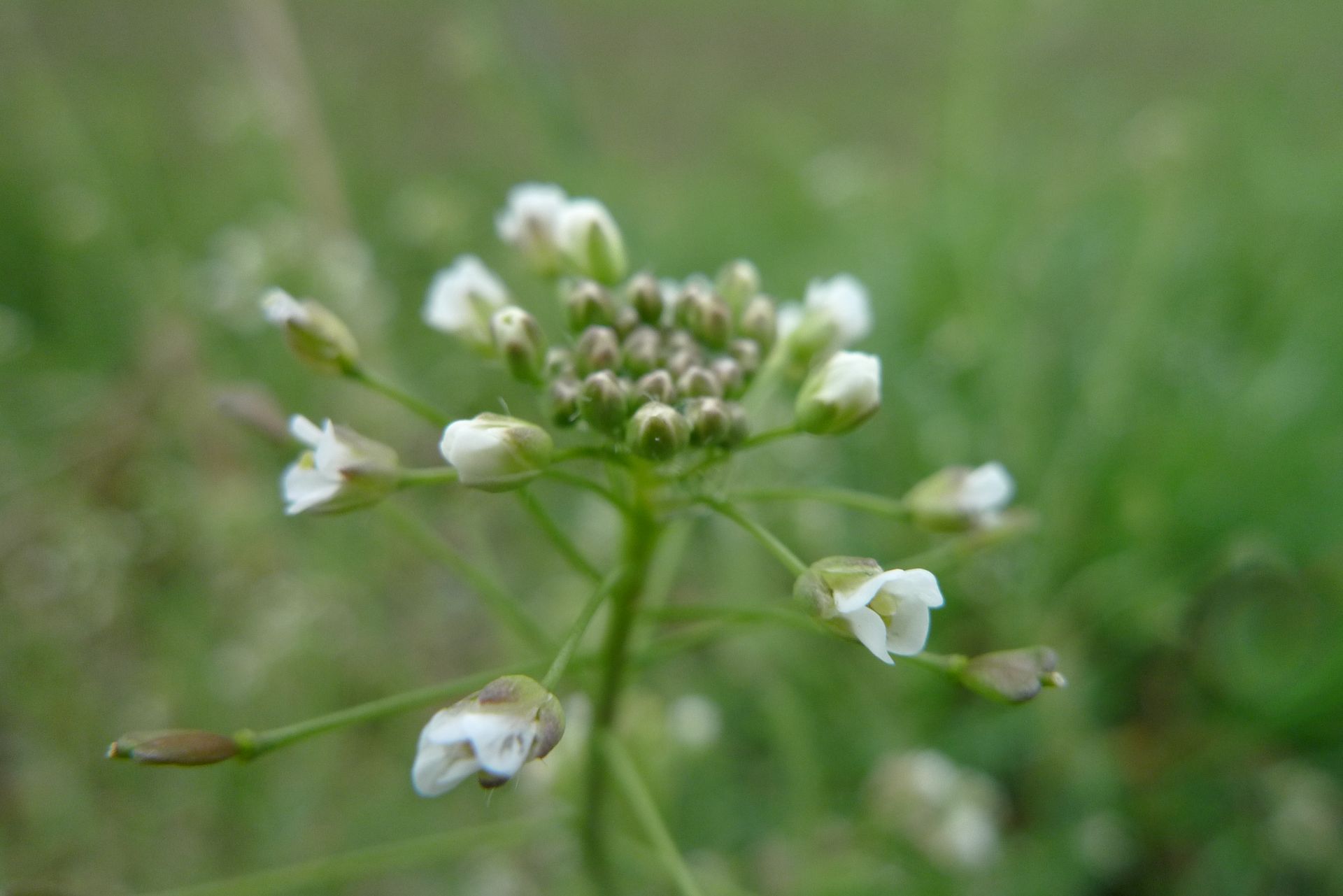 Close-up van kleine witte wilde bloemen met groene stengels tegen een wazige groene achtergrond.