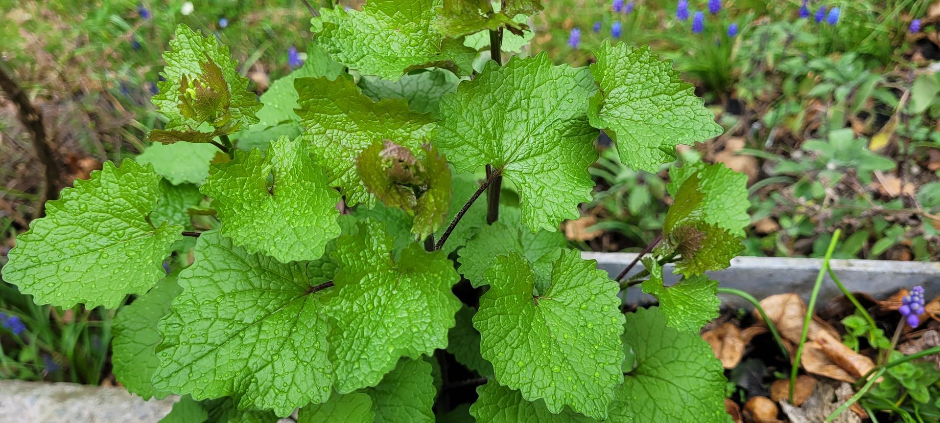 Groene, bladrijke plant met kleine paarse bloemen die langs een tuinborder groeit.