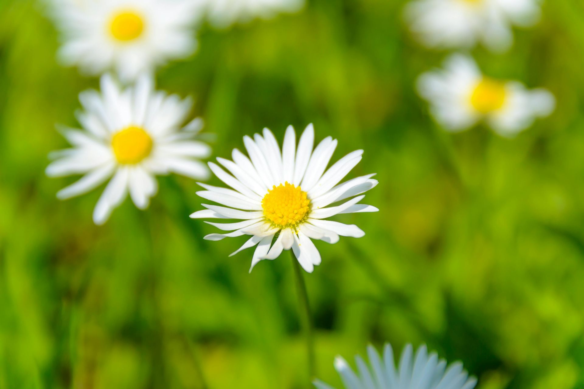 Witte madeliefjes met gele hartjes bloeien in een groene weide, waarbij één bloem scherp in beeld is.