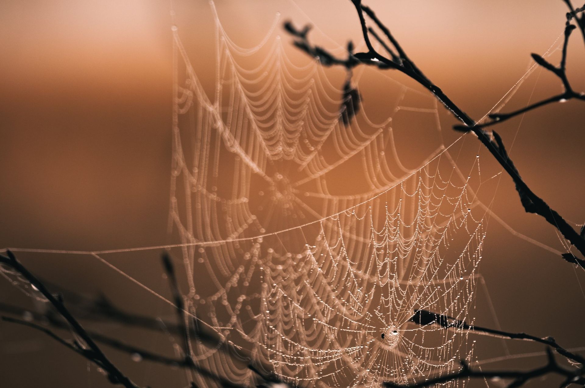 Spinnenwebben op kale takken bij zonsopgang, met dauw die glinstert tegen een warme oranje hemel.