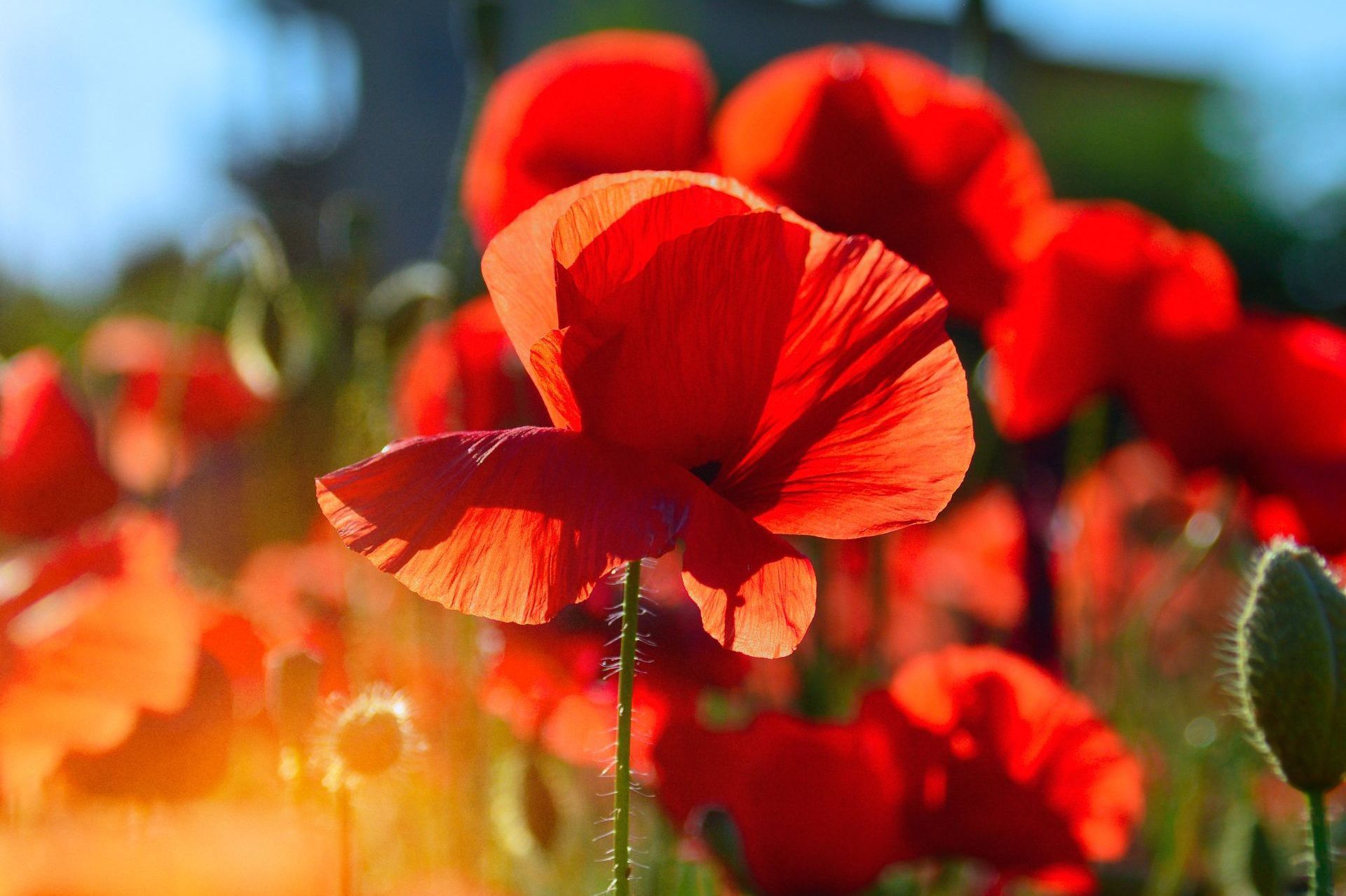 Felrode klaprozen bloeien in een zonovergoten tuin met een wazige blauwe lucht op de achtergrond.