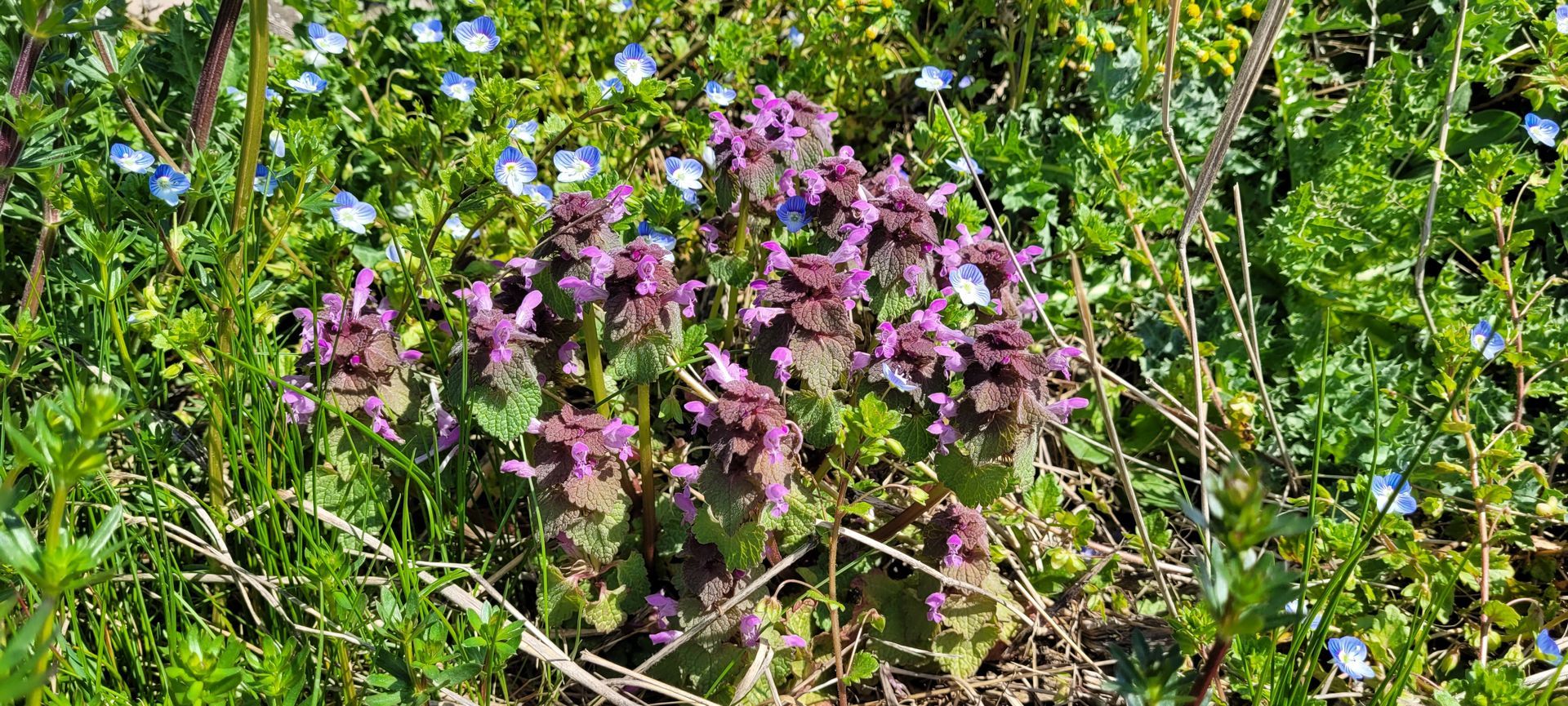 Paarse wilde bloemen bloeien tussen groen gebladerte en klimplanten.