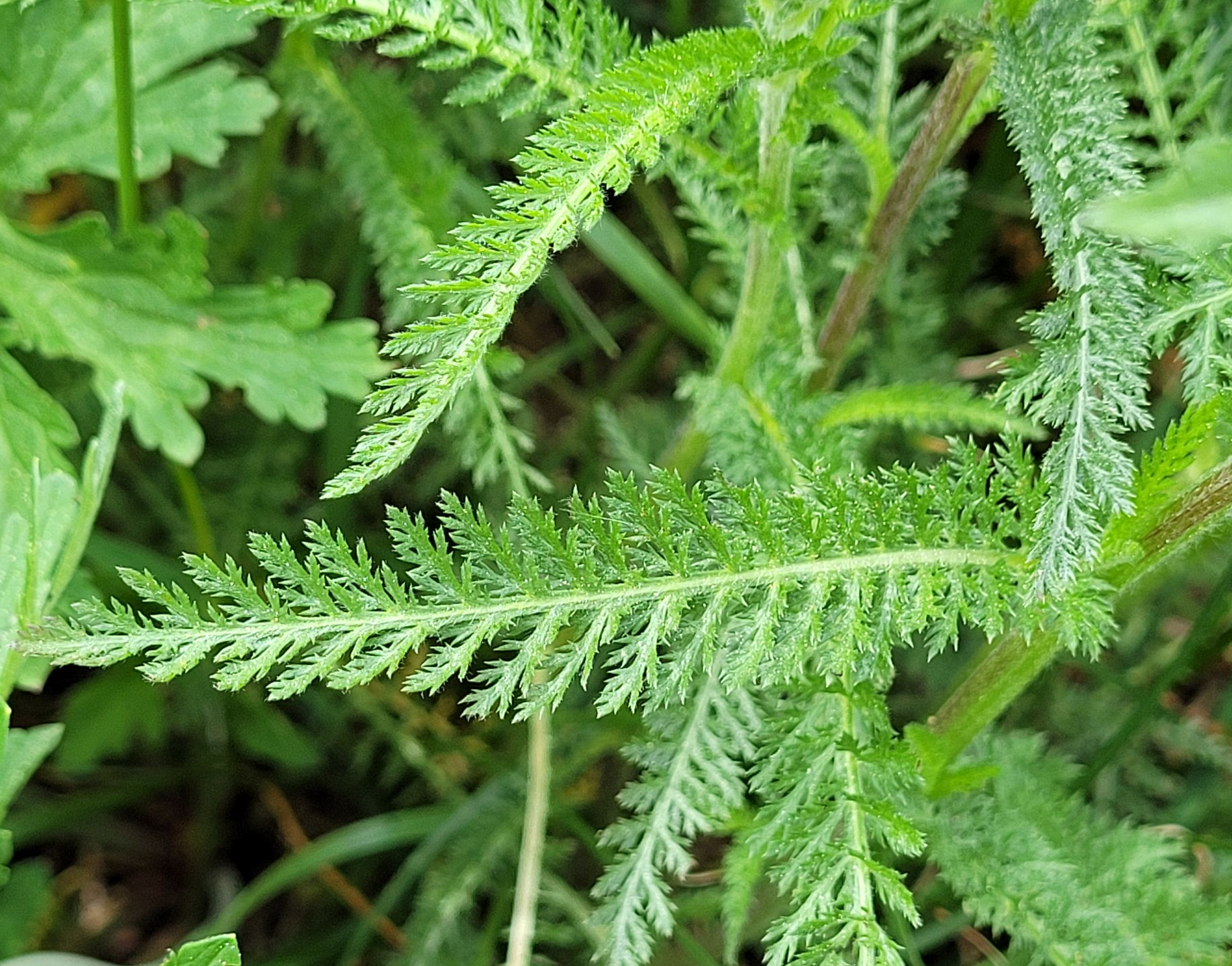 Close-up van groene, varenachtige bladeren in dicht gebladerte.