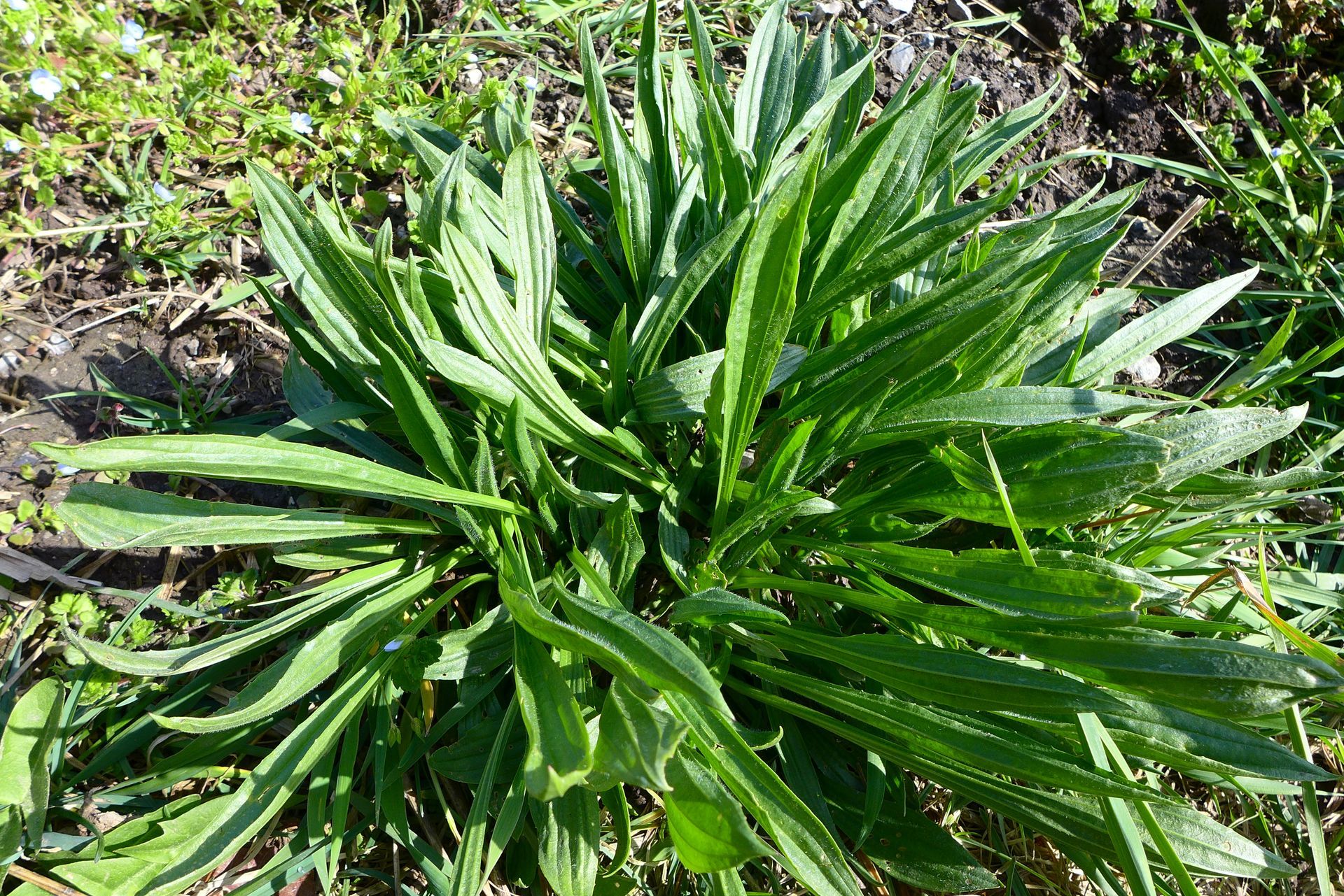 Groene bladplant die in een tuinbed groeit.