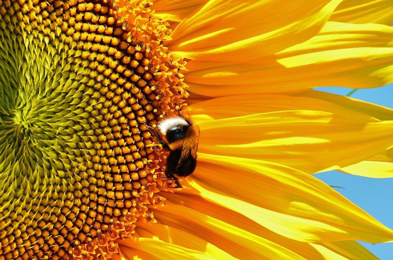 Bij op een felgele zonnebloem (close-up)