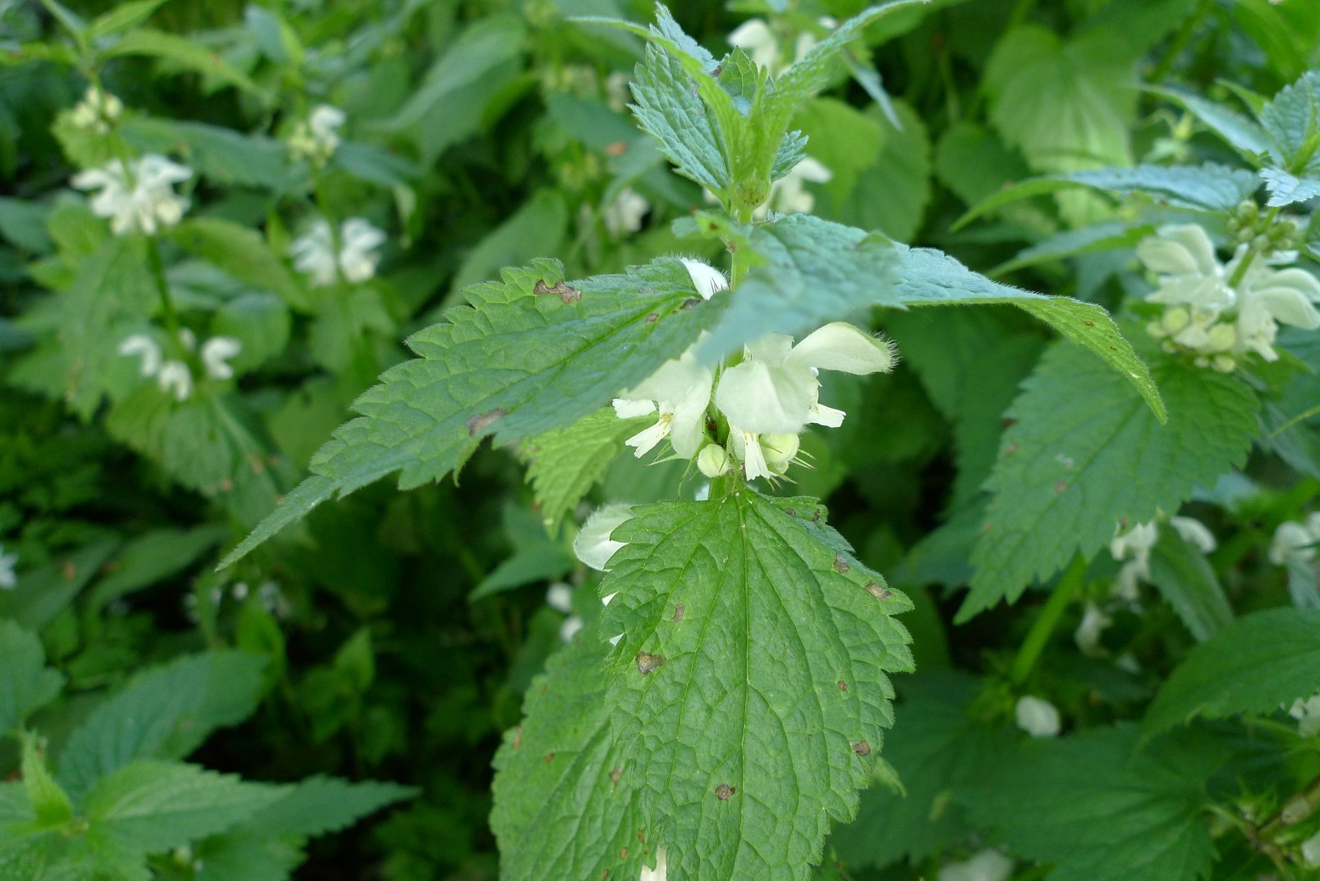 Close-up van groene brandnetelbladeren met kleine witte bloemen in een lommerrijke tuin.