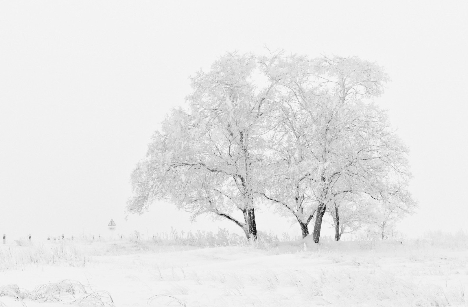 Met sneeuw bedekte bomen in een wit winterlandschap