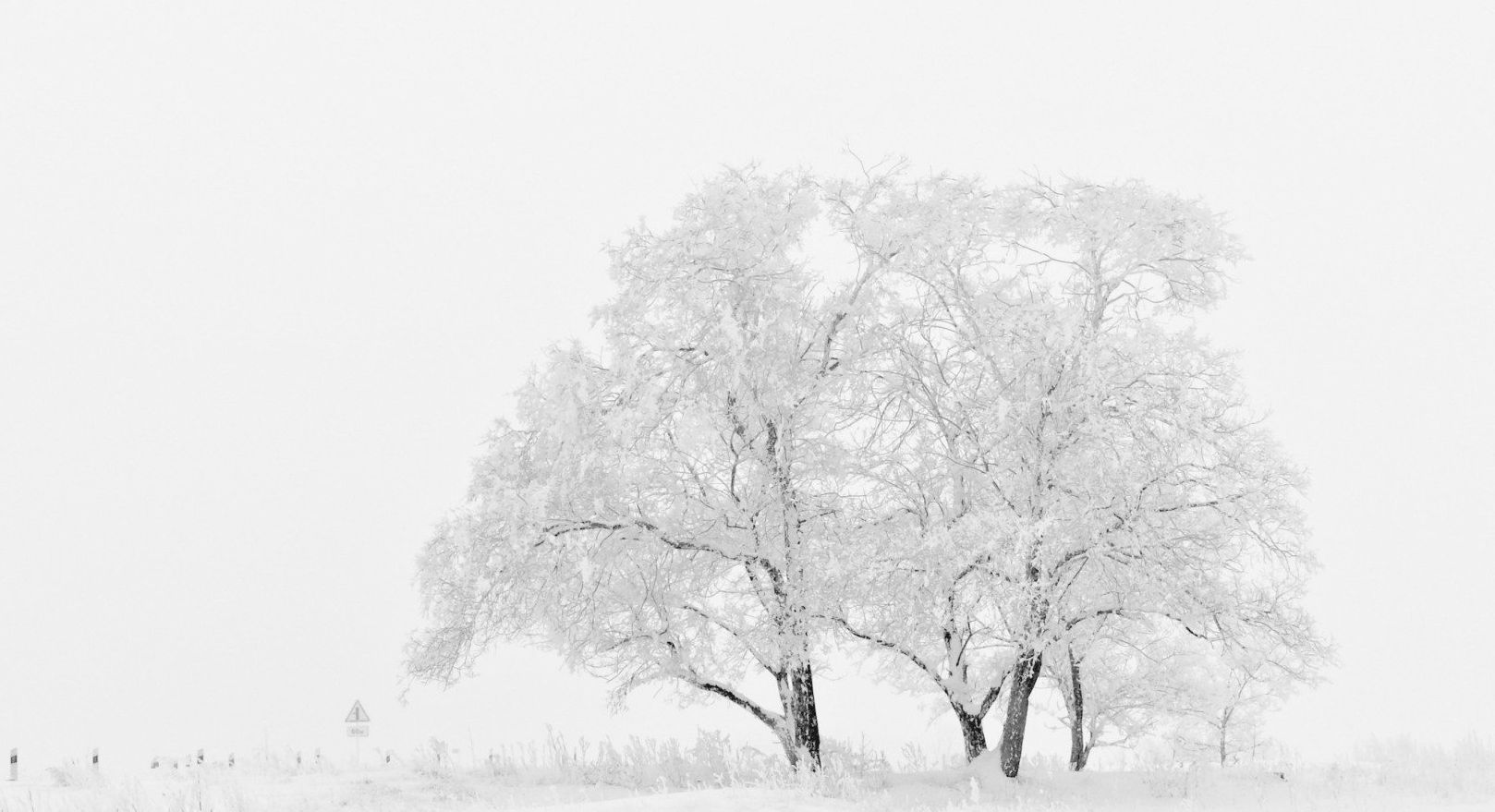 Met sneeuw bedekte bomen in een wit winterlandschap