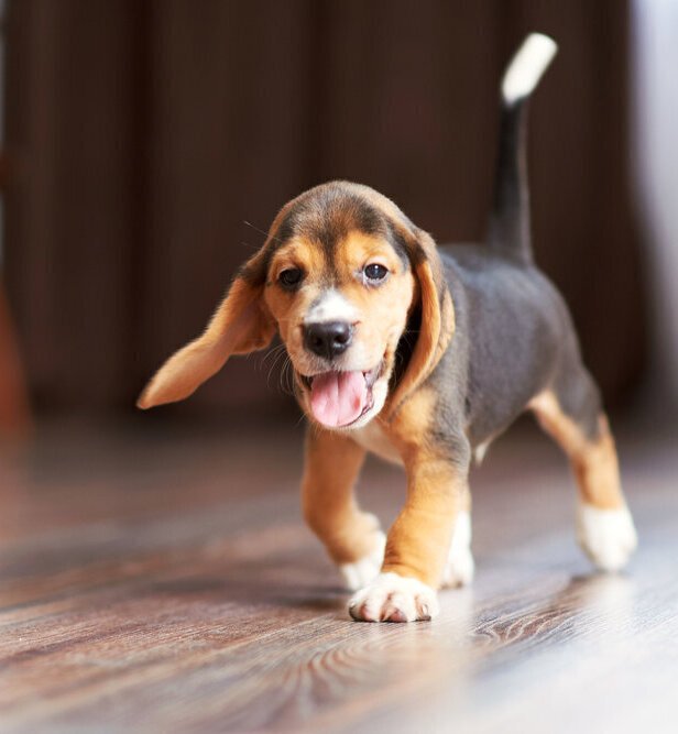 How To Pick The Right Sandpaper Grit For Refinishing Hardwood Floors