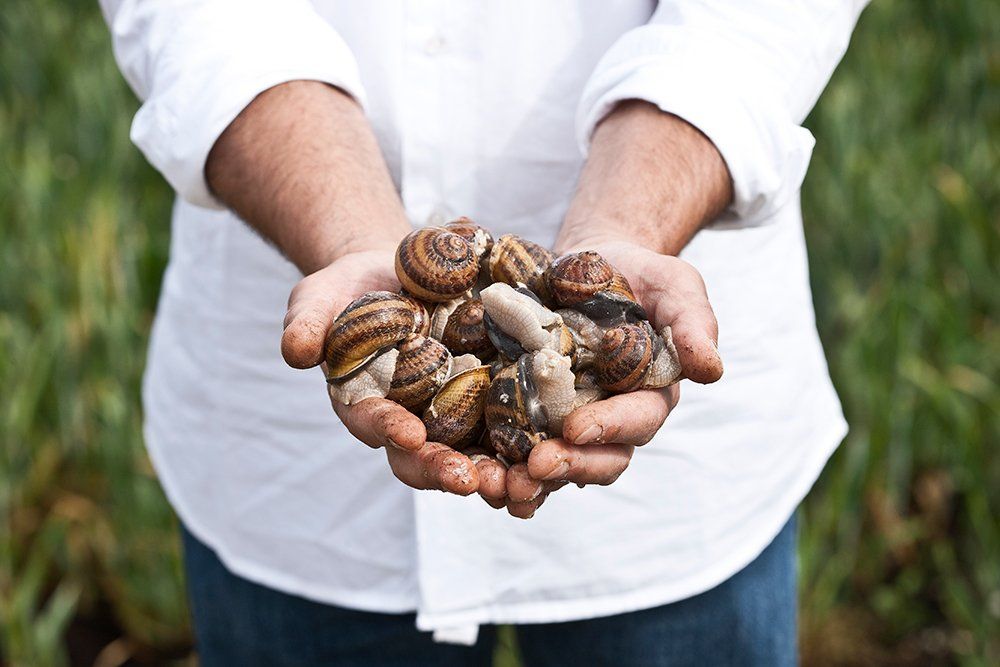 Les parc à escargots de l'atelier de l'escargot français sont éco-responsable