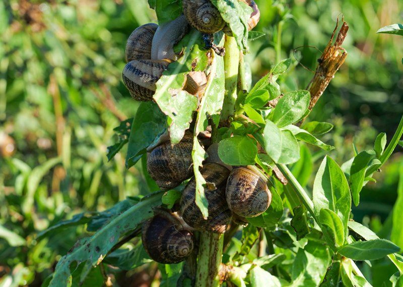 Escargots gros gris l'atelier de l'escargot Français prêt à être ramassés