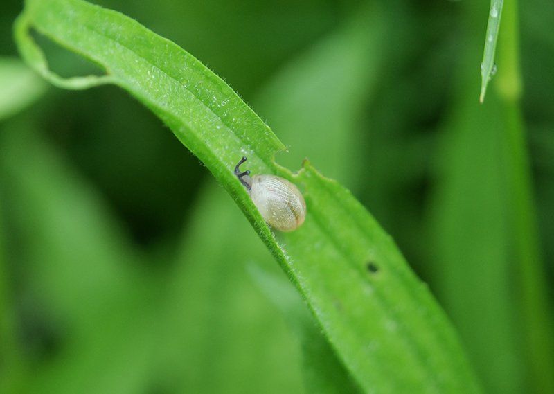 Jeunes escargots gros gris dans le parc