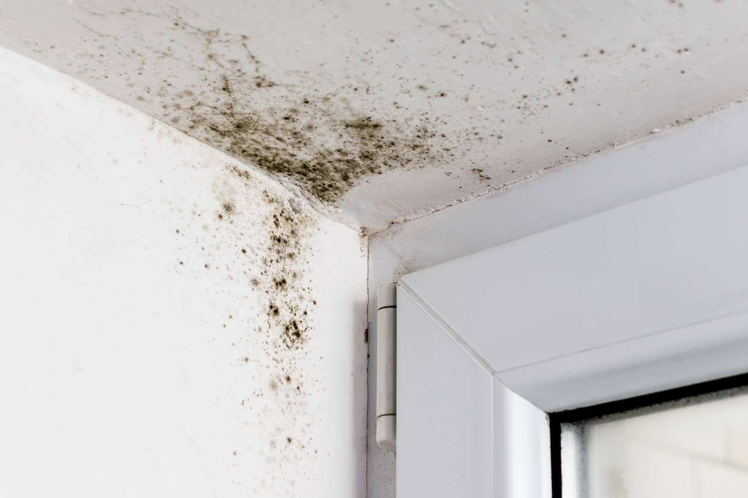 mold removal stuart fl