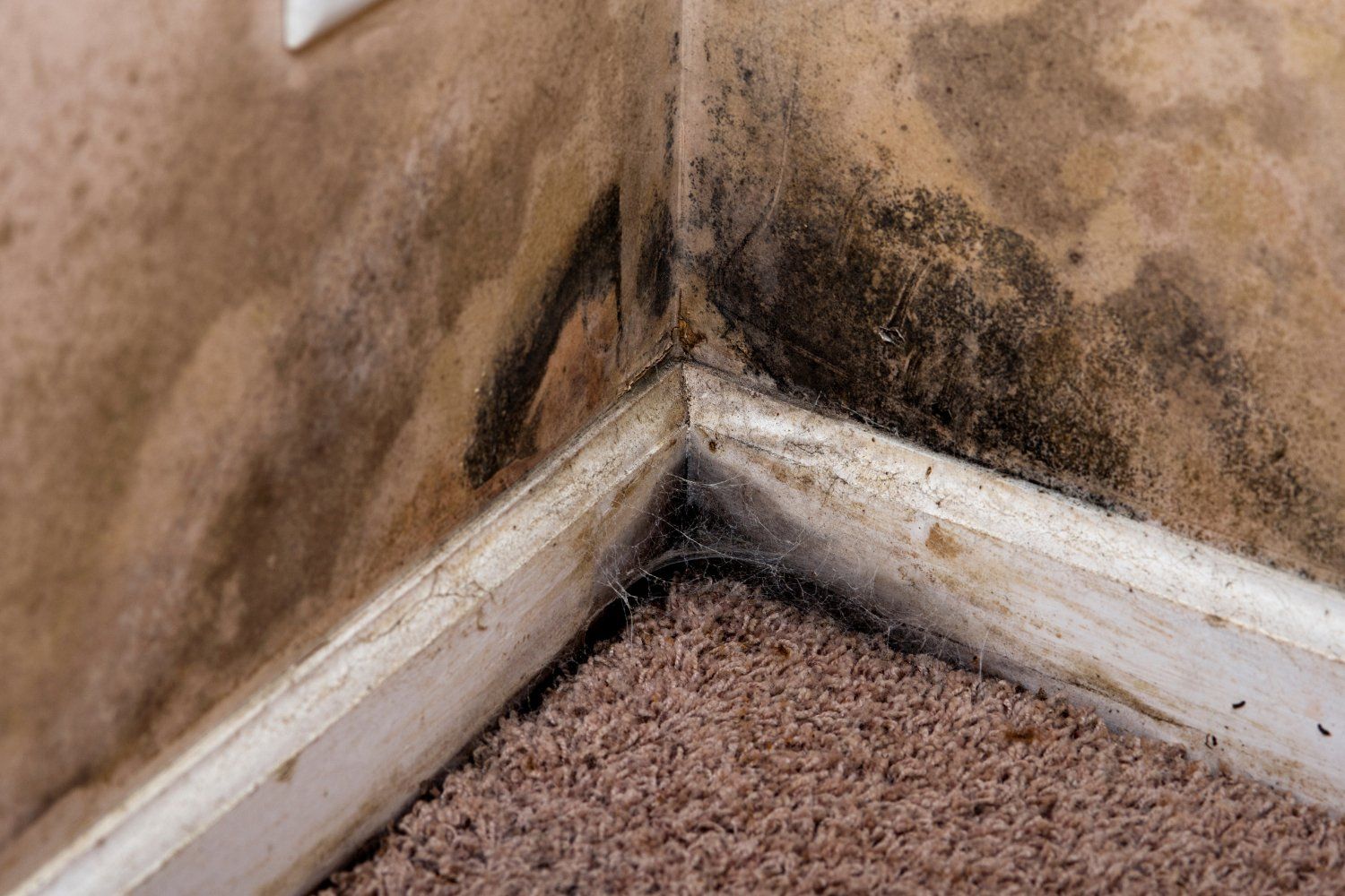 The Bigger Picture Regarding Toxic Black Mold