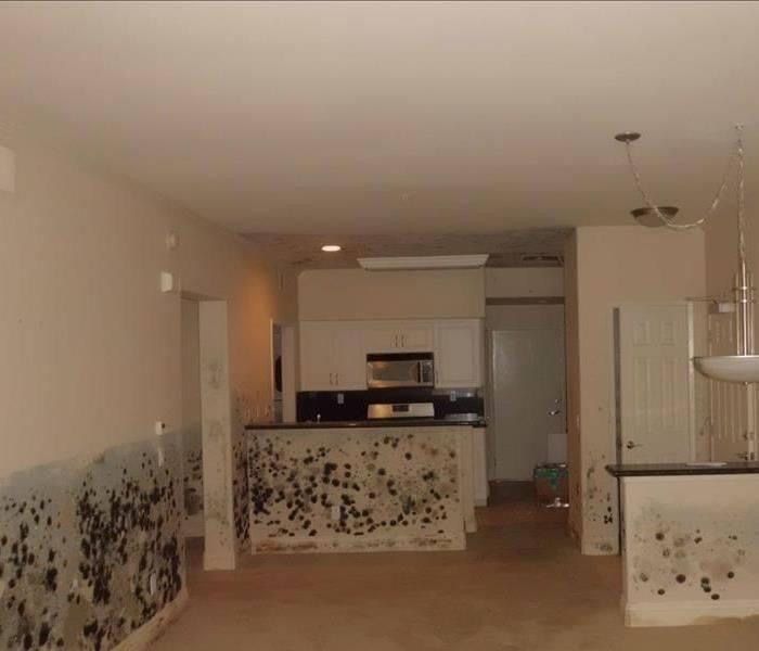 Mold Removal