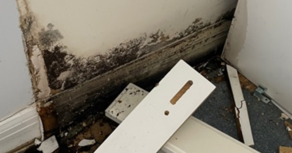 How to Spot Black Mold Growing in Your Home