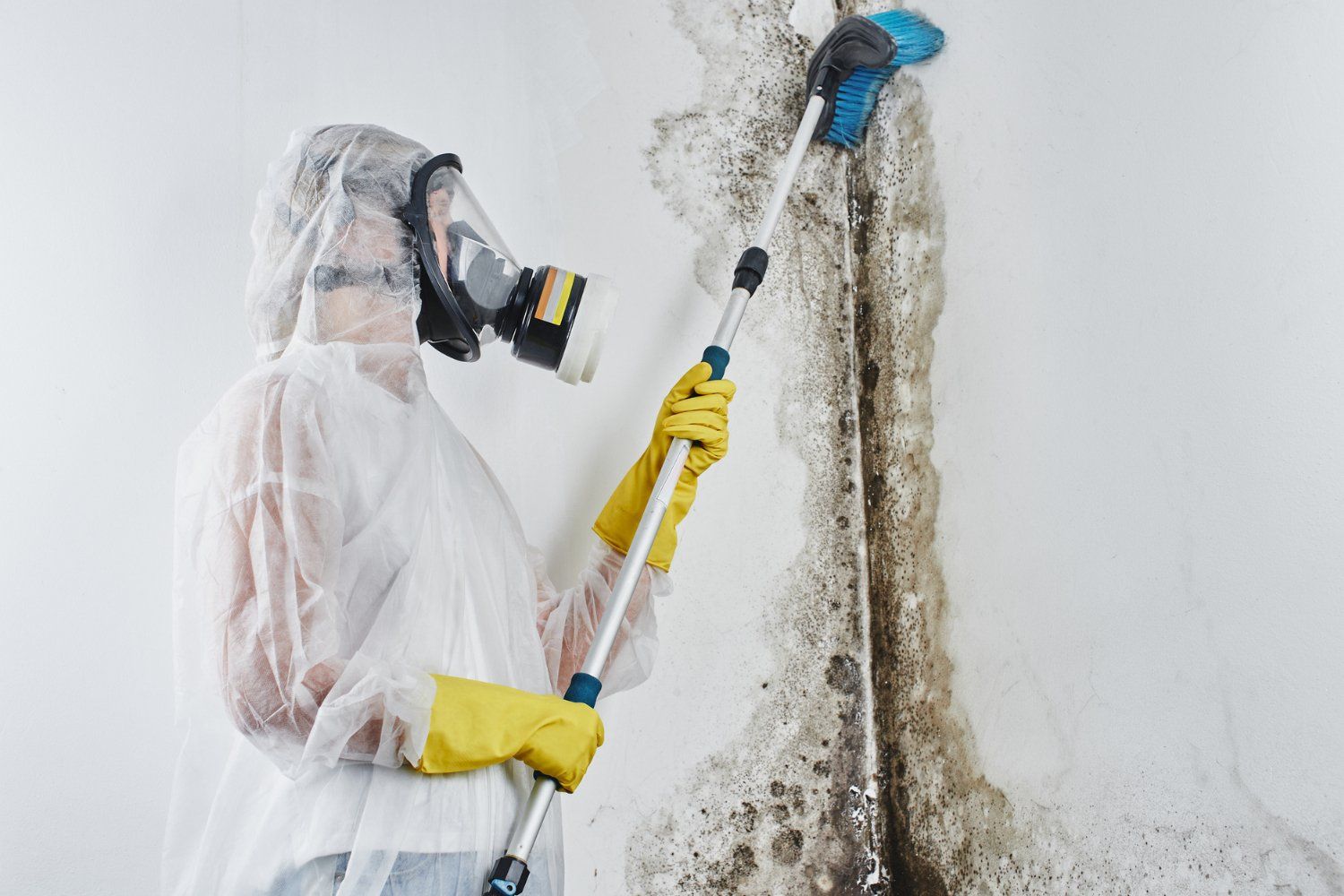 Mold Removal Stuart FL