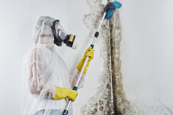Mold Removal Stuart FL