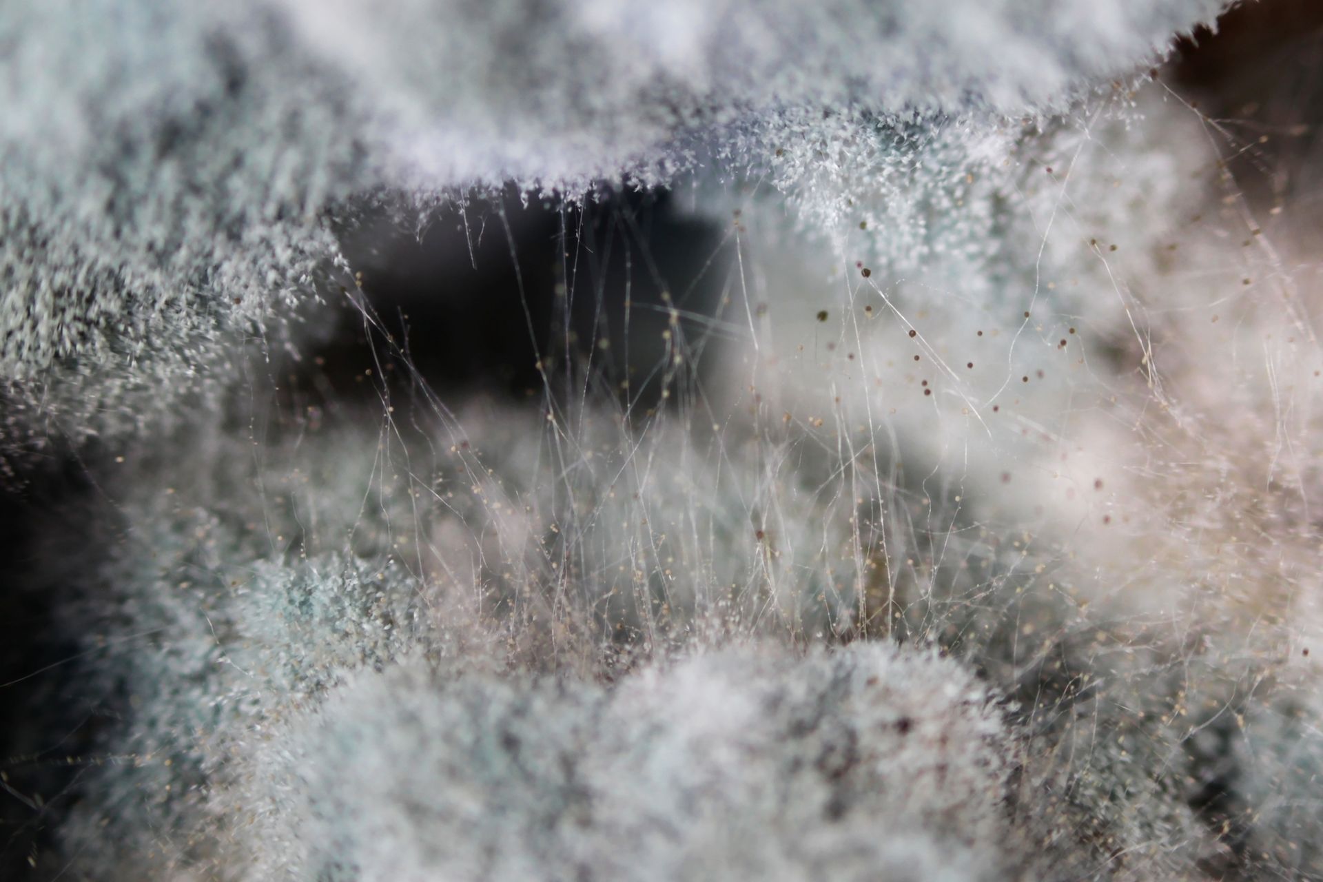Navigating Effective Mold Removal in Mineola, NY