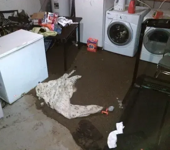 basement appliances surrounded by sewage backupin Queens, NY.
