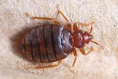 A bed bug is crawling on a piece of wood.