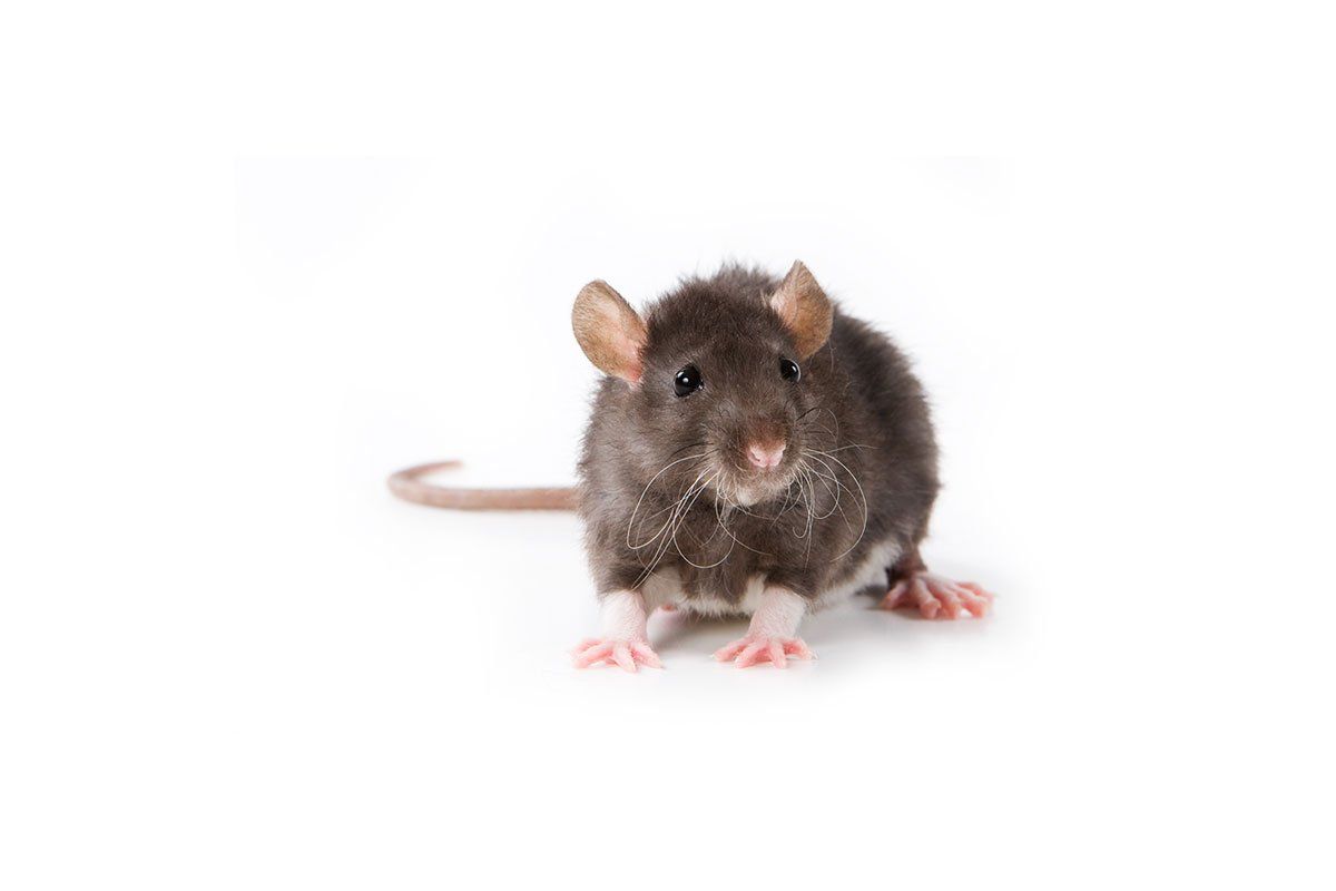 Brown and white rat standing on white surface, looking forward.